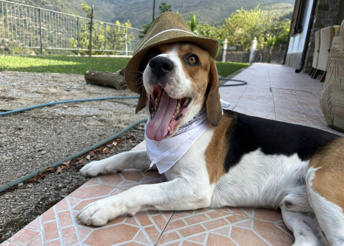 Giornata mondiale del cane: dove trovare lusso e comfort per te e il tuo amico a quattro zampe