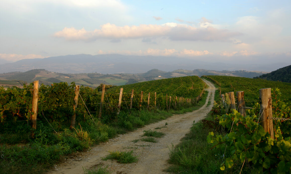 Guida vini d’Italia 2025: l’eccellenza del vino italiano secondo Gambero Rosso