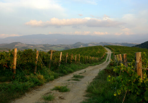 Guida vini d’Italia 2025: l’eccellenza del vino italiano secondo Gambero Rosso